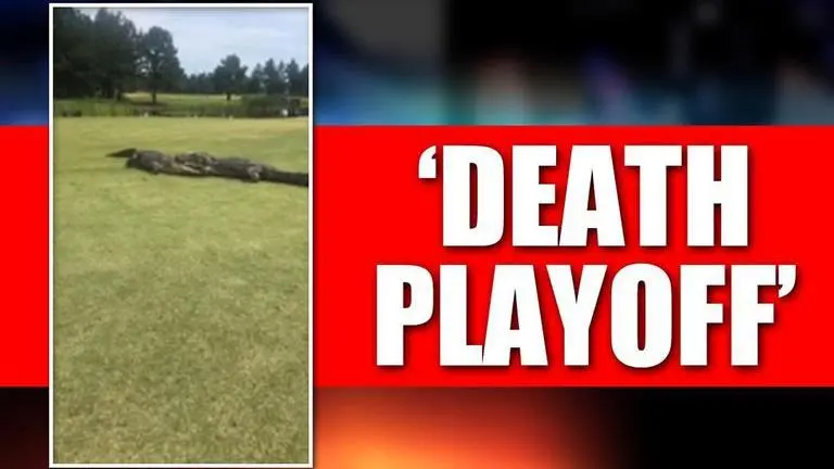 US: Crocodiles engage in a battle at golf course, Watch video US: Crocodiles engage in dramatic death battle at golf course. Watch