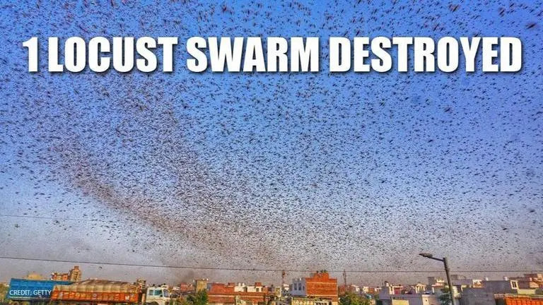 Locusts