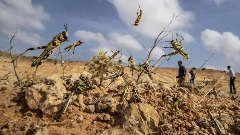 India's new worry: Giant locust wave likely to hit South Asian farms this summer India