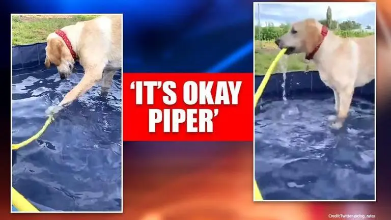 Piper the dog 'hilariously' stumbles out of swimming pool; Watch Piper the dog 'hilariously' stumbles out of swimming pool. Watch