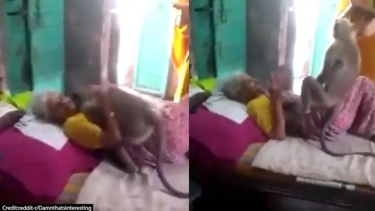 'Pure love': Monkey hugs old woman who fed him before she fell sick; watch video Monkey