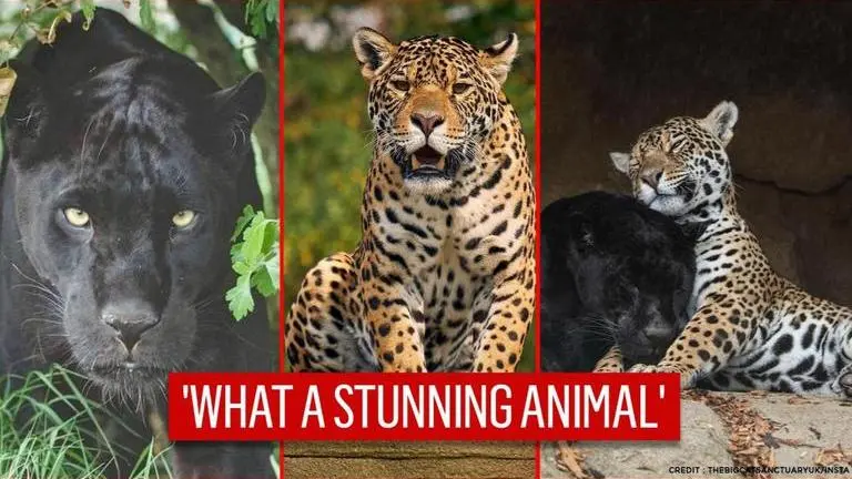 'Incredible big cat': UK sanctuary shares stunning pics of Jaguar, netizens left awestruck UK