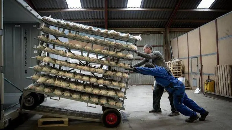 Danish government gets majority to back plan to cull minks