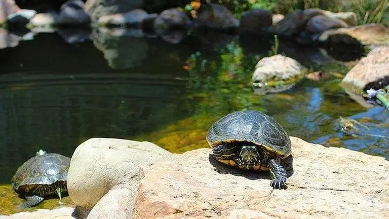 Dozens of endangered turtles disappear from Japan zoo Turtles