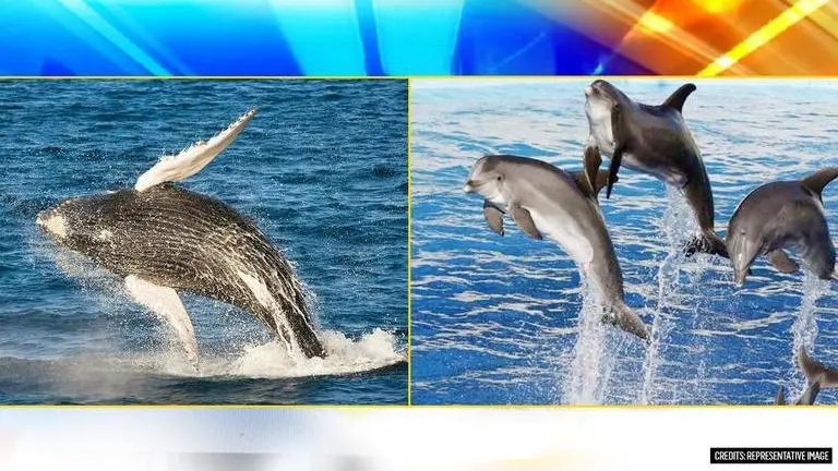 Over 350 marine scientists warn of extinction risk to whales & dolphins in an open letter Over 350 marine scientists warn of extinction risk to whales & dolphins in an open letter