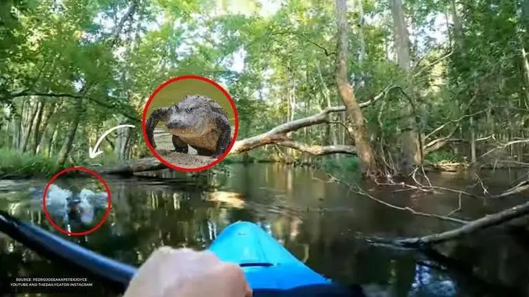 Man receives 'warm welcome from wildlife' as an alligator knocks over his Kayak; Watch Alligator