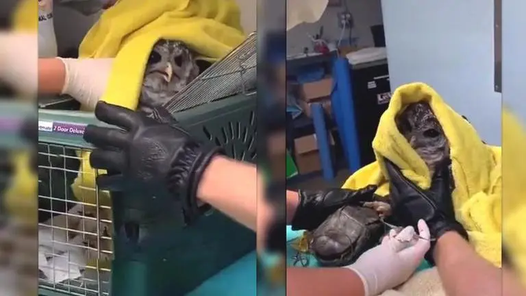 WATCH: Rescue team skillfully untangles owl and turtle intertwined in Virginia Virginia