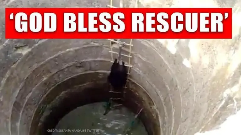 Maharashtra: Bears rescued from well using ladder, netizens impressed Maharashtra