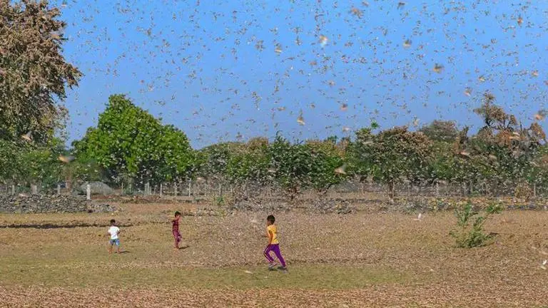 Locust menace in several Uttar Pradesh districts