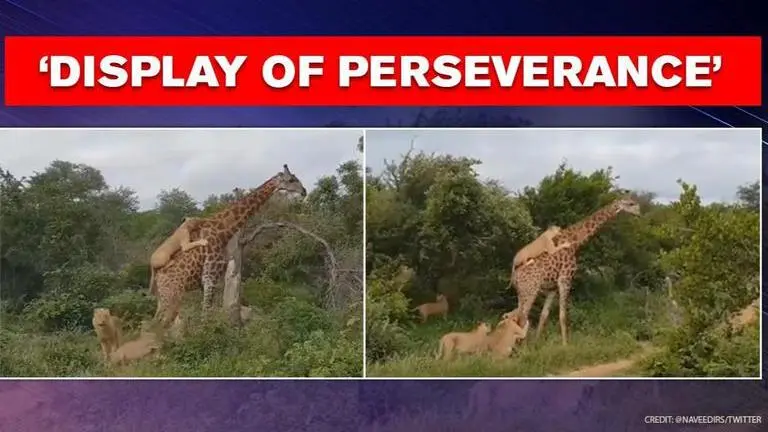 Giraffe does not 'give up' despite being attacked by lions, netizens inspired Giraffe