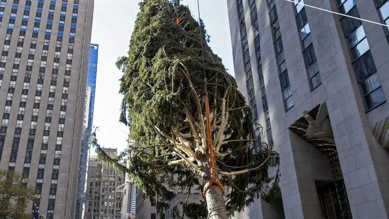 Rockefeller Center Christmas tree goes up; lighting Dec. 2