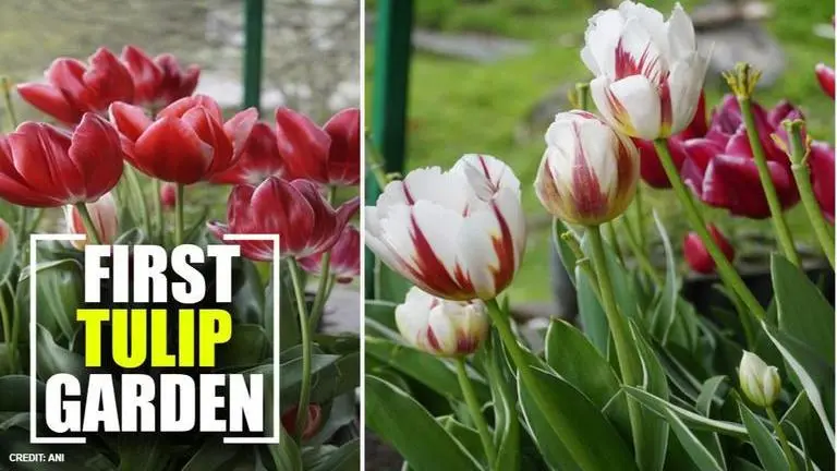 Tulip garden