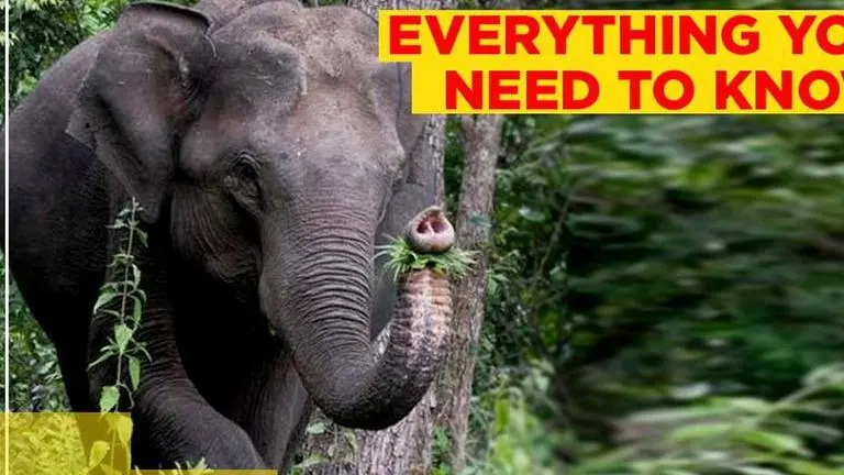 Missing Delhi elephant Laxmi found: Everything you need to know Delhi
