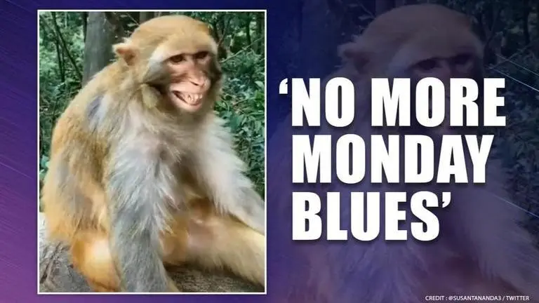 'Monday will be no different than Sunday': Netizens find video of 'happy monkey' relatable 'Monday will be no different than Sunday':Video of 'happy monkey' is relatable amid COVID-