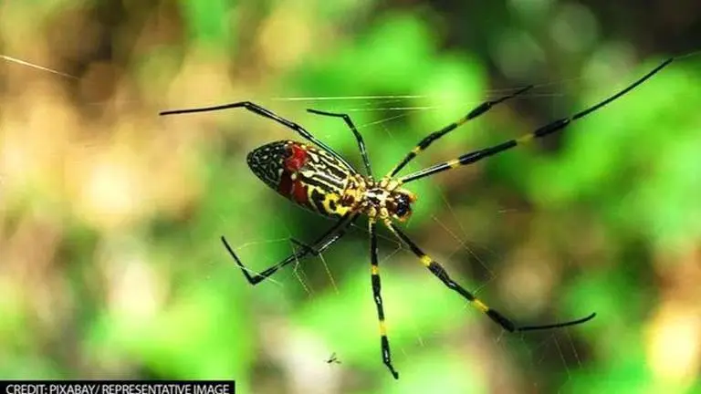 Scientists discover proof of mother's love in 99-million-year-old fossil of Spider Scientists