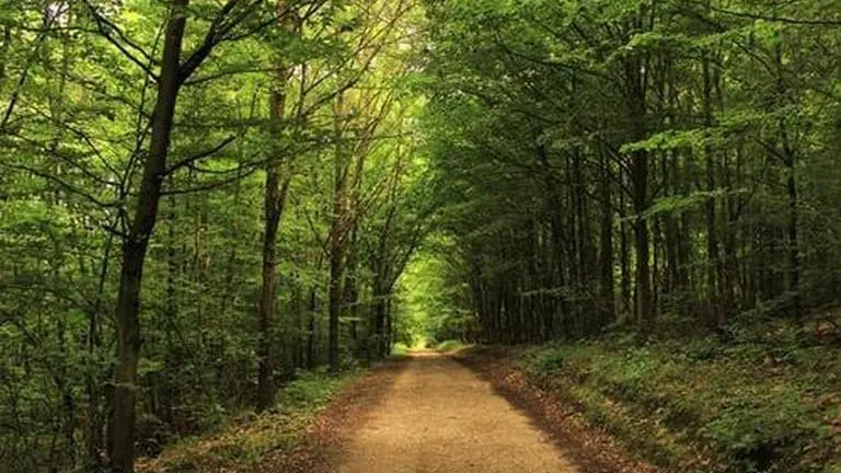 NASA plans to reach exoplanet 4.2 light-years away using Earth's 'singing' trees; know how NASA