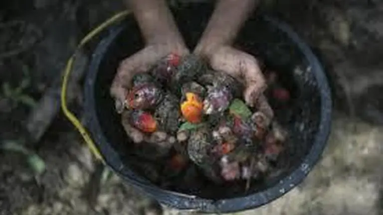 Malaysia: Palm oil labor abuses linked to world’s top brands, banks