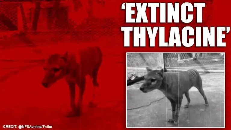 Rare footage released by NFSA shows last-known Tasmanian tiger in 1935 Footage