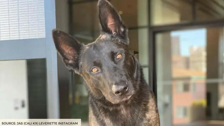 What time does 'Canine Intervention' release on Netflix? Know about Jas Leverette show what time does canine intervention release on netflix