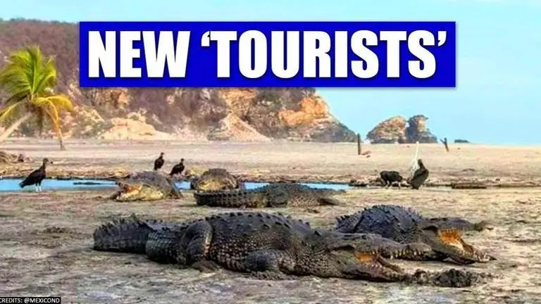 Tourists gone, Crocodiles sunbathe at Mexico beach resort amid Coronavirus outbreak Mexico