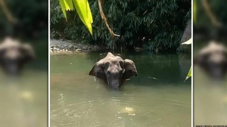 Hyderabad man announces 2 Lakh reward for those helping to find Kerala elephant's killers Pregnant elephant