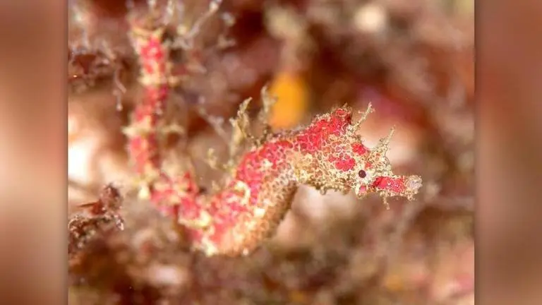 Rare pygmy pipehorse found in New Zealand, given Māori name by local tribe New Zealand