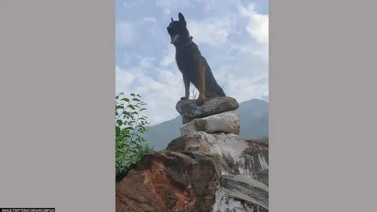 Army dog 'Zoom' succumbs after sustaining injuries battling terrorists; tributes pour in Zoom