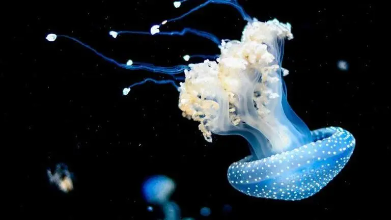 Jellyfish found in this island are ‘stingless’: Here’s everything you need to know Jellyfish