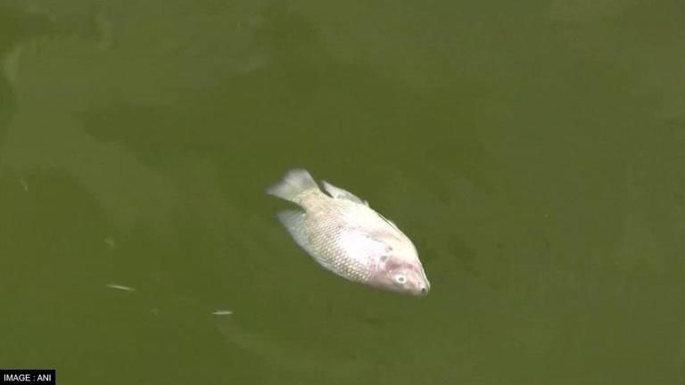 Sewage Flow Causes Fish-kill In Bengaluru’s Kothanur Lake; KSPCB ...