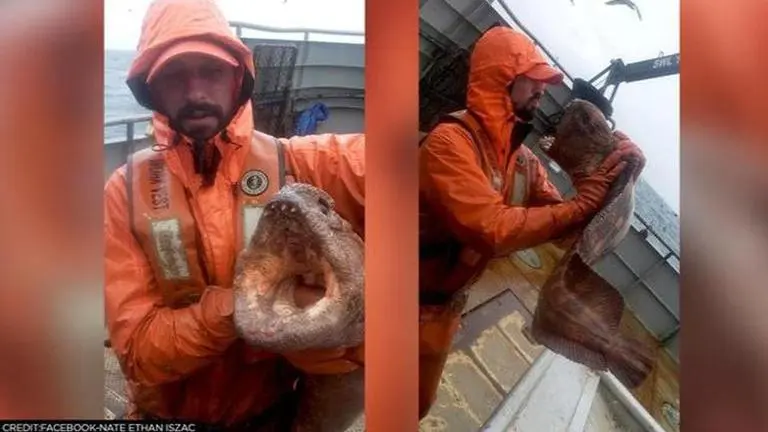 'Sea monster': Fisherman catches giant wolf eel, netizens terrified by snake-like creature Nate Ethan Iszac Facebook