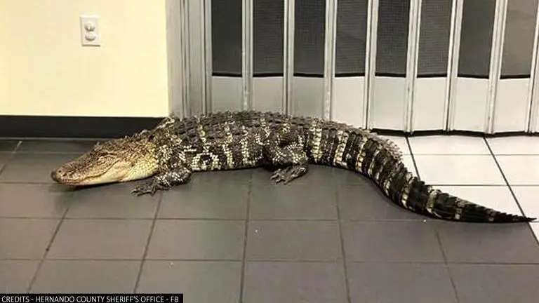 'Only in Florida': Massive 7-foot alligator spotted in a post office, netizens stunned Alligator
