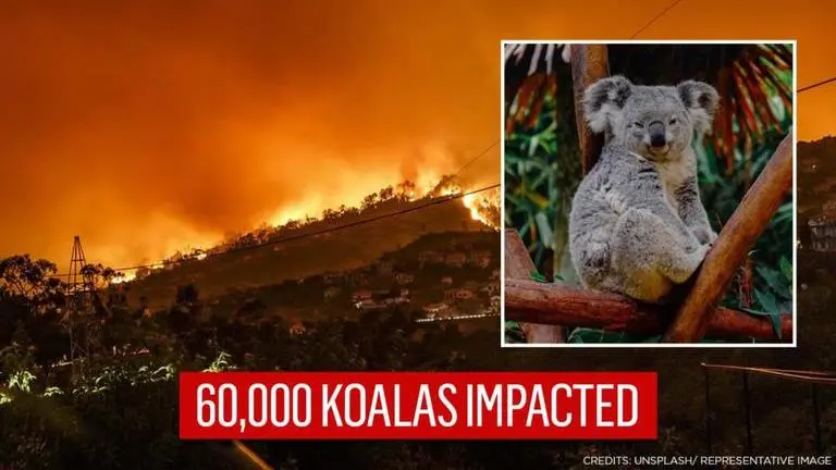 Australian fires: Over 60,000 koalas and various other species affected, suggests report Australia fires