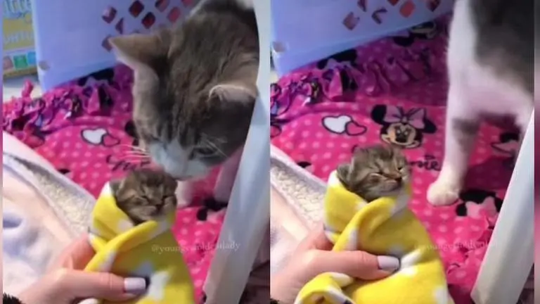 Video of kitten Coco meeting cat Fritter for the 1st time goes viral; Watch Kitten