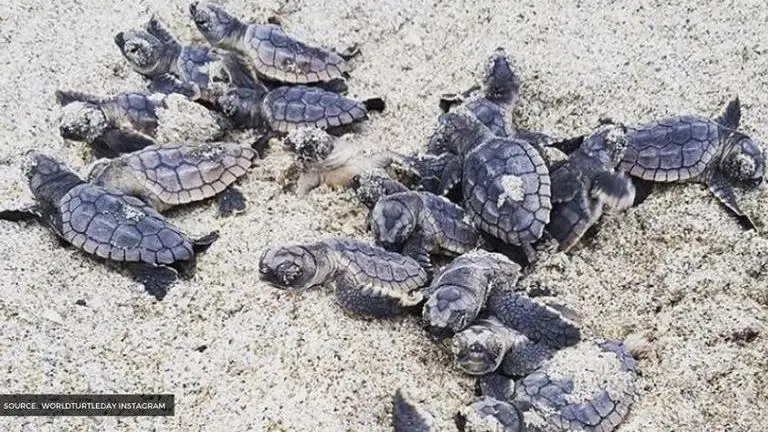 world turtle day theme