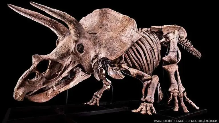Dinosaur skeleton of biggest triceratops likely to fetch Rs 10 crore, check details here Dinosaur