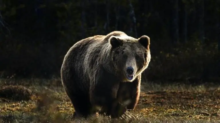 Romania: Skiers chased by bear in spine chilling video, watch what happens next Romania: Skiers cornered, chased by brown bear| Watch spine chilling video