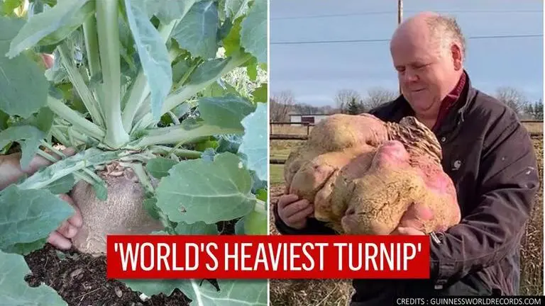 'Turnip for the books': Canadian man grows world's heaviest turnip weighing 29 kg Canadian