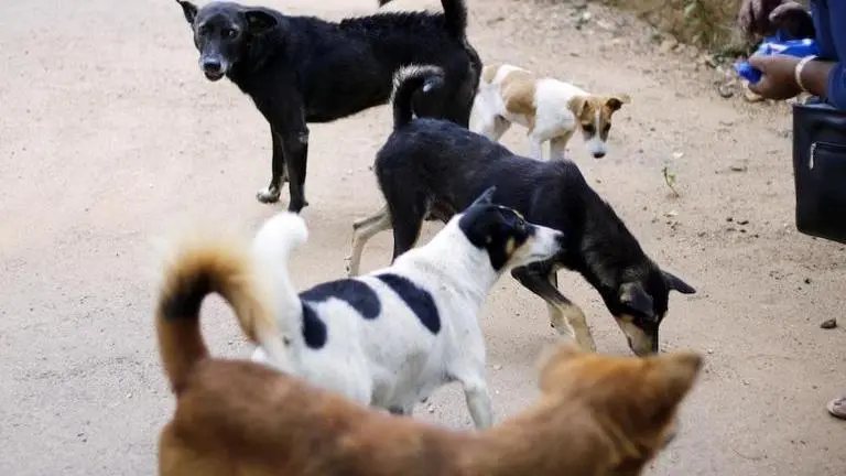 BJP leader Vijay Goel visits Pune society facing stray dog problem, says civic bodies must act Stray Dogs