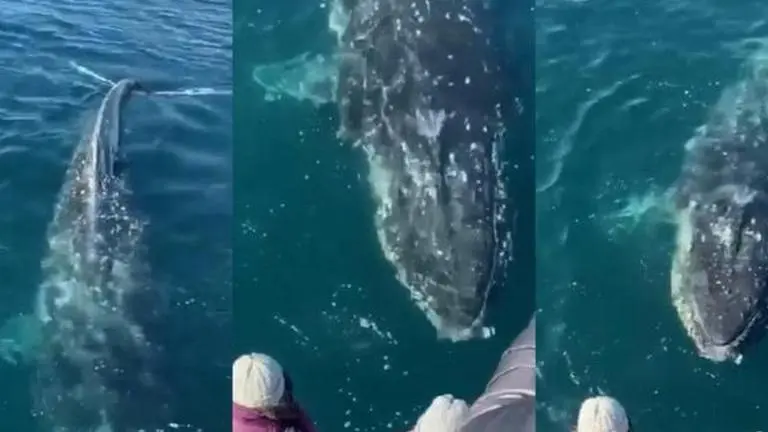 Whale surprises people as it takes rainbow breath, viral video thrills netizens; Watch Viral video of whale