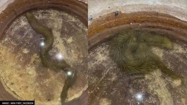 Mysterious 'furry green snake' spotted in Thailand leaves netizens baffled; Watch Furry Green Snake