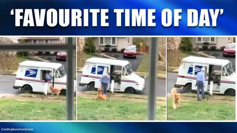 Heartwarming video of pet dog waiting for mailman wins internet Heartwarming video of pet dog waiting for mailman leaves netizens in awe