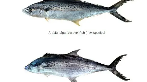 CMFRI's team, led by Dr EM Abdussamad, identifies Arabian sparrow & resurrects Russell's spotted seer fish