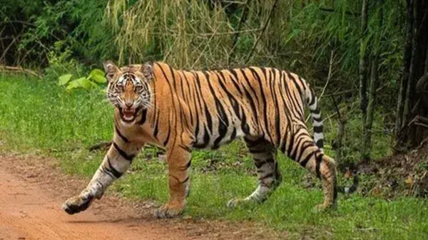 NNTR gears up for translocation of three more tigers