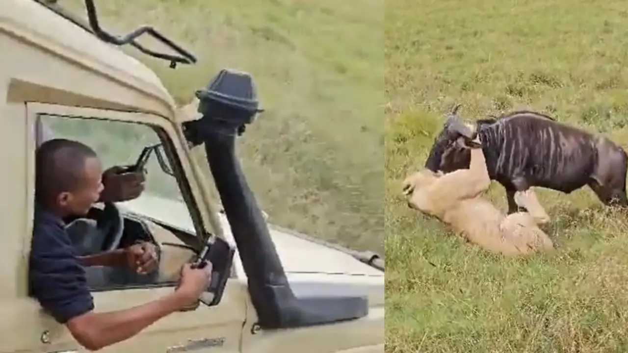 Viral Video: African Bull Gives Lion a Run for Its Life