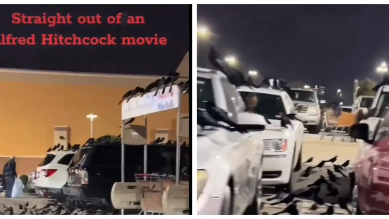 Viral video: Massive bird flock takes over texas parking lot, resembled the movie “The Birds” A massive flock of bird seen in Texas parking lot
