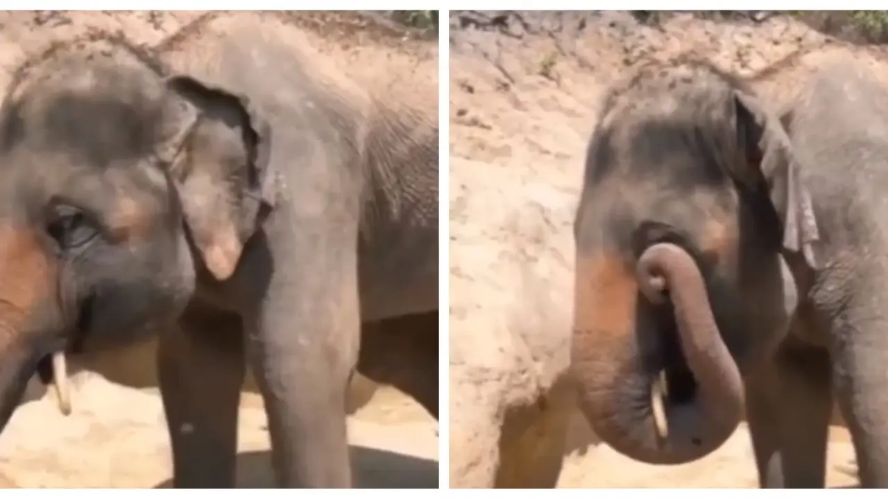 Cute Baby Elephant Goes Viral: Adorable Video of Eye-Rubbing Delights Social Media Video of baby elephant rubbing eye went viral on X