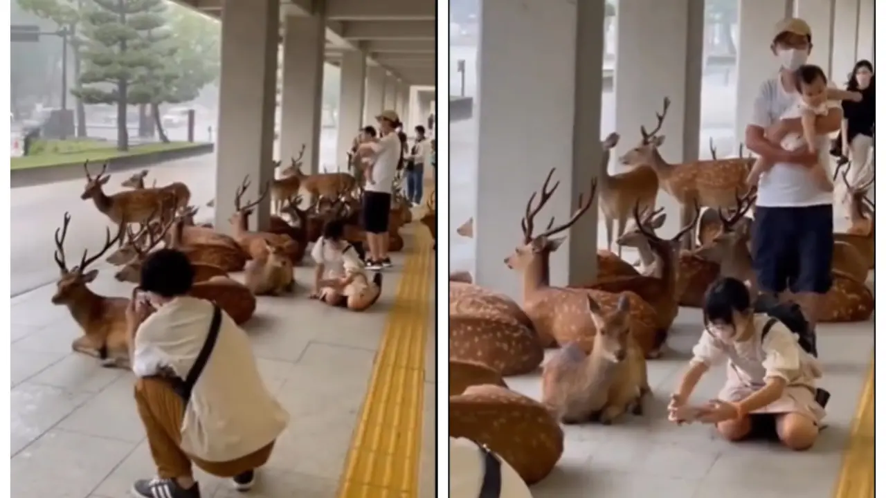 Viral Video: See What Happens When Rain Forces Humans & Deer to Share a Space | WATCH Humans & Deer to Share a Space During Rain