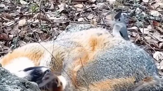 Amazing Video: Brave Bird Gathering Fur From A Sleeping Fox To Construct A Nest Goes Viral | WATCH Fearless Bird Collects Fur From A Sleeping Fox To Build A Nest Goes Viral