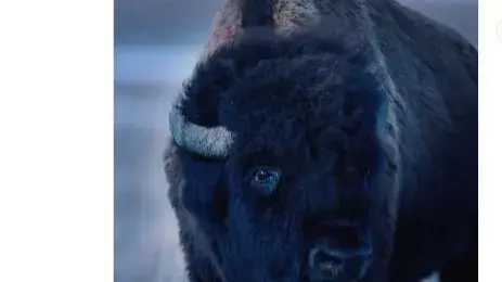 VIRAL: Over 20 lakh people watched an emotionally charged video of a bison crying - Deets inside Amazing Video: Bison sheds a tear