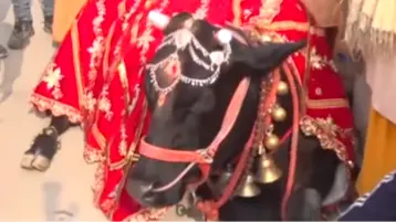 Kamadhenu cow